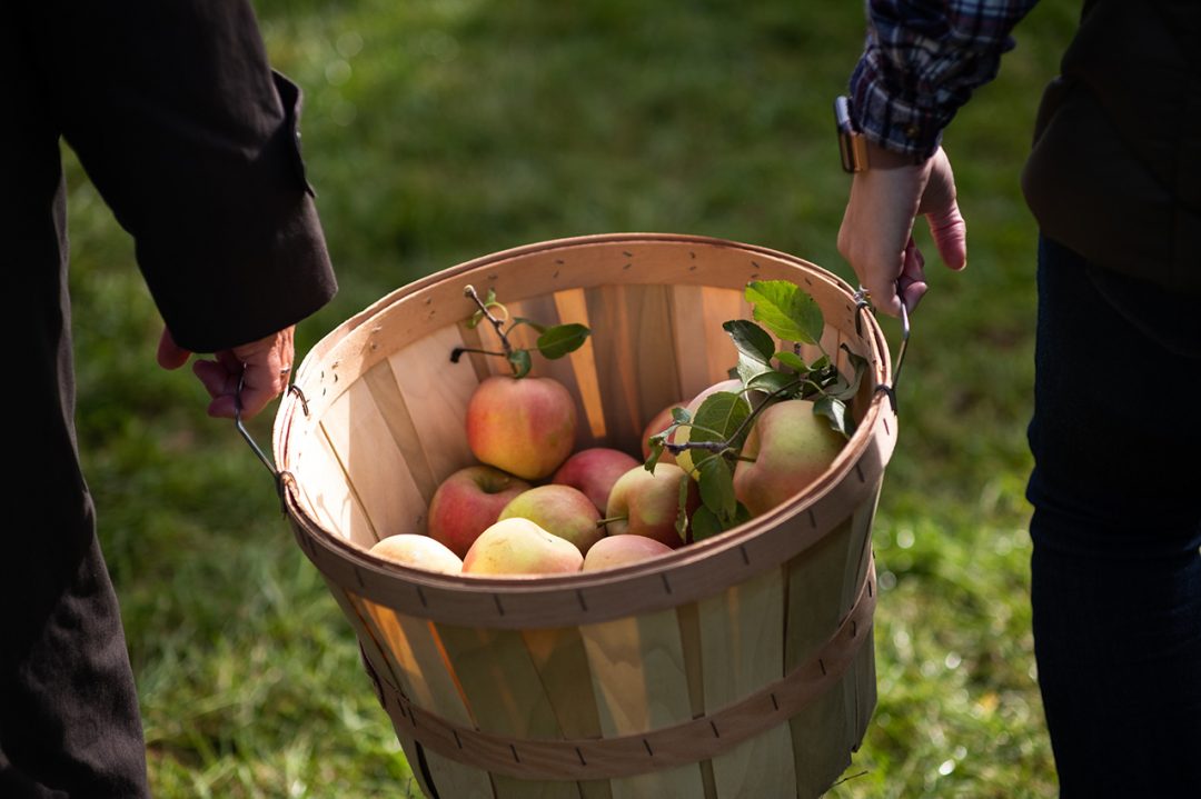 Bild på att samla alla äpplen / domäner i en och samma korg