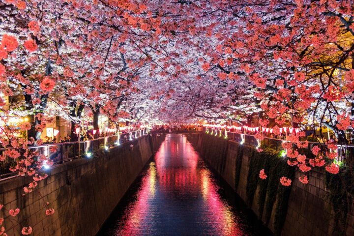 .jp domain japan